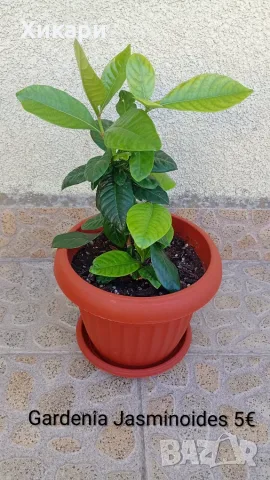 Гардения Gardenia jasminoides
