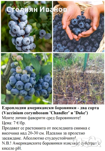 ПЛОДНИ ХРАСТИ В КОНТЕЙНЕРИ, снимка 5 - Градински цветя и растения - 53447504