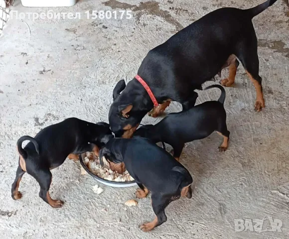 Продавам цвергпинчери., снимка 6 - Пинчер - 55564412