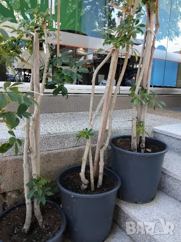 Продавам Шефлера / Schefflera 10 годишна, 170 см. височина, 10 броя, снимка 5 - Стайни растения - 40894462