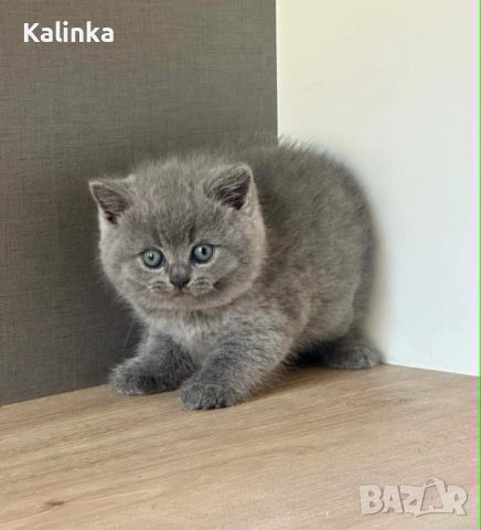 Пухкави сини британчета, снимка 8 - Британска късокосместа - 54721332
