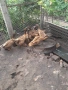 Патици каки кембъл, снимка 2
