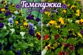 Разпродажба на Бегония, Винка, Тагетис, Циганче, Кълдаръмче, Делосперма, Кученца, Копривка , снимка 10