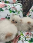 Персийски котенца Крем Пойнт (Хималайски), снимка 6