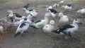 Патици френски Дюклер , снимка 5