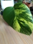 Monstera Aurea large form, снимка 2