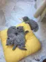 Продавам британски късокосмести котета, снимка 3
