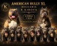 ТОП Американско були хл American bully xl ABKC, снимка 1