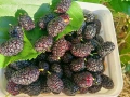 Пресен Бадем, лозови листа, черници, снимка 5