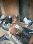 Гълъби демкежи топ качество , снимка 7
