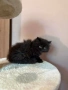 Персийски котенца , снимка 10