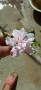 дървовидна ружа (hibiscus syriacus), снимка 1