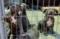 ТОП Американско були хл American bully xl ABKC, снимка 4