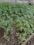 Разсад на домати от Елинпелинският край , снимка 14