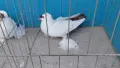 Нюрнбергски чайки, снимка 3