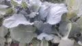 Разсад зеле Кьосе, снимка 2