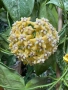 Hoya Хоя Coriacea Silver , снимка 2