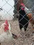продавам млади петли , снимка 4