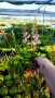 Астилбе, Astilbe, многогодишно за сянка!!, снимка 8