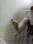 чихуахуа момиченце, снимка 1