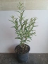 Облепиха (Hippophae), снимка 8