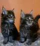 Уникални мейн кун дългокосмести котенца, снимка 2