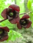 Asimina triloba, Асимина, Пау-пау, Индиански банан, снимка 6
