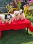 Померан померанчета момченца Гр. София , снимка 3