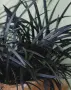 Черен офиопогон (Ophiopogon planiscapus 'Nigrescens'), снимка 1
