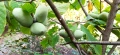 Asimina triloba, Асимина, Пау-пау, Индиански банан, снимка 4