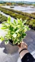 Евонимус Браво, Euonymus japonicus Bravo, снимка 10