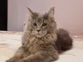 Продава се коте Мен кун, снимка 2