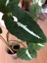 Syngonium Wendlandii , снимка 3