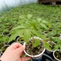 Разсад - Домати, снимка 3