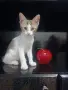 🐾 Търся дом за едно прекрасно мъжко котенце, снимка 1