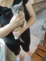 Подарявам малки котета, снимка 1