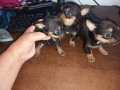 Мини чихуахуа мъжки, снимка 2
