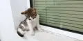 Подарявам малко котенце - момченце, снимка 4