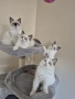 Ragdoll Paradise / Регдол котенца , снимка 2