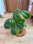 Hoya Хоя CV.Viola , снимка 4