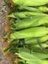 🌽Сладка Царевица OVERLAND 🌽, снимка 3