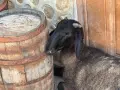 Продавам 5 овце варна, снимка 5