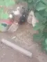 Гъски град Пазарджик , снимка 3