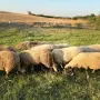 Продавам Овце/Шилета -  цена 200-250 евро, снимка 8