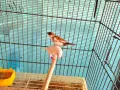 японски амадини , снимка 3