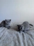 Чистокръвни британски котенца , снимка 3