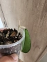 Хоя Crassipetiolata splash small leaves, снимка 2