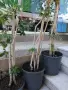 Продавам Шефлера / Schefflera 10 годишна, 170 см. височина, 10 броя, снимка 5