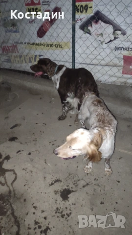 Английски сетер , снимка 2 - Английски сетери - 53993796