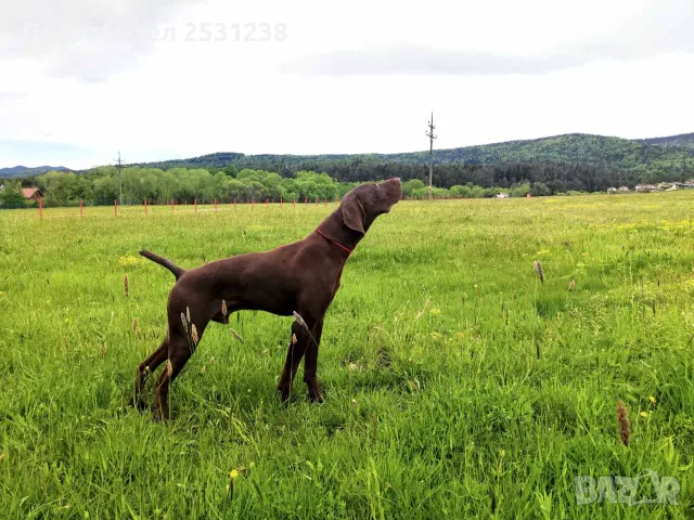 4 малки мъжки куцхаар с втора ваксина и паспорт, снимка 2 - Курцхаар - 55409489